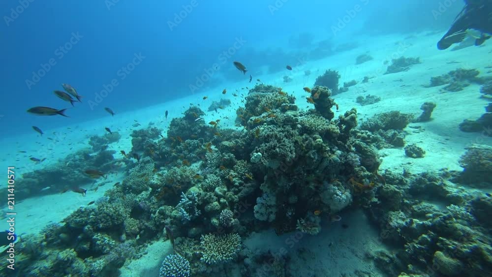 Nurkowanie Dahab Nurkowanie Dahab