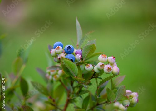 Blaubeeren