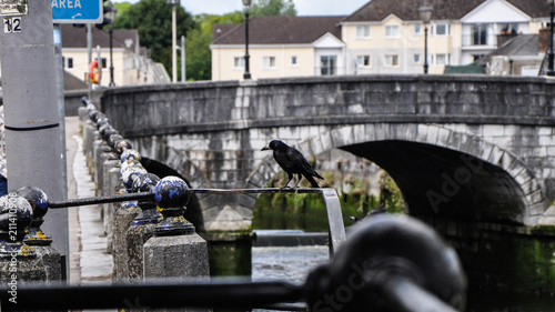 Photography Crow on the bridge