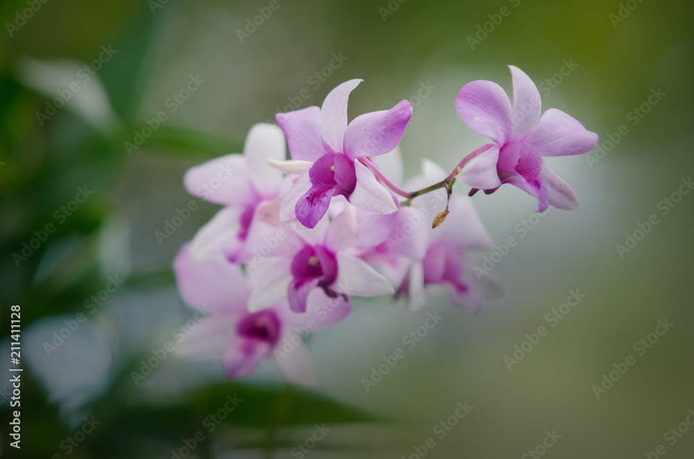 Fototapeta premium Cattleya orchid flower