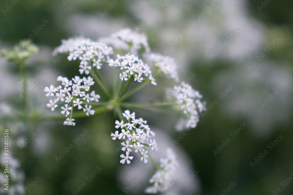 White cow parsley anthriscus sylvestris flowers on a green background White cow parsley anthriscus sylvestris flowers on a green background