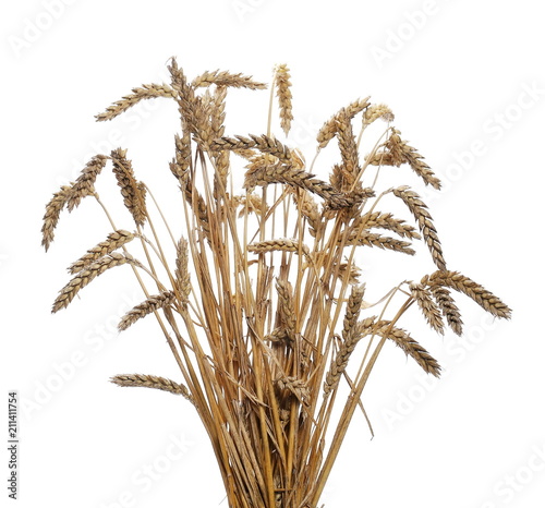 dry ripe ears wheat grain isolated on white, with clipping path