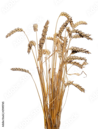 dry ripe ears wheat grain isolated on white, with clipping path