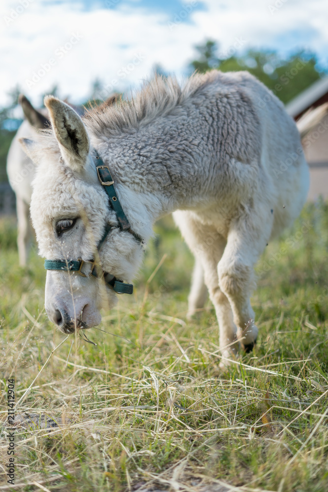 Obraz premium White baby donkey relaxing in the Sunset at 4H Görvelns slott Järfälla Stockholm Sweden
