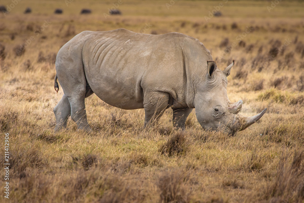 African Rhinoceros. Rhinoceros in the African savannah. Old Rhin African Rhinoceros. Rhinoceros in the African savannah. Old Rhin