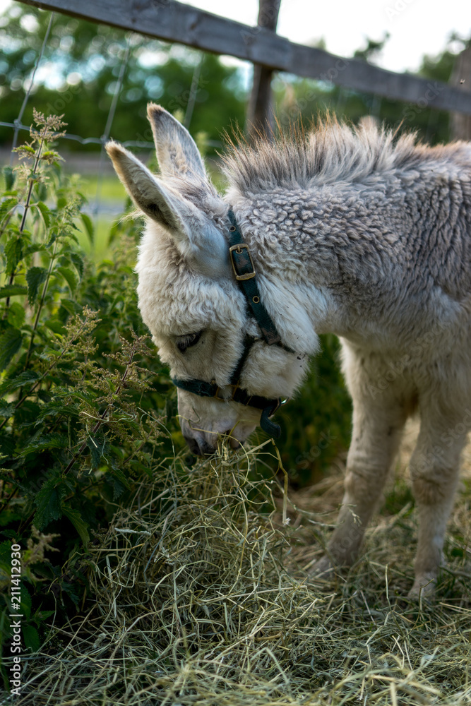 Obraz premium White baby donkey relaxing in the Sunset at 4H Görvelns slott Järfälla Stockholm Sweden