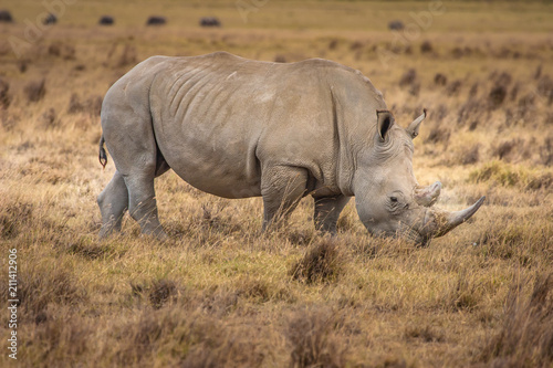 African Rhinoceros. Rhinoceros in the African savannah. Old Rhin