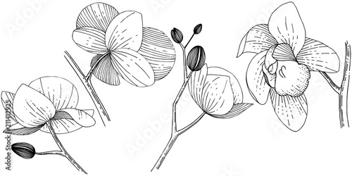 Orchid flower in a vector style isolated. Full name of the plant: orchid. Vector flower for background, texture, wrapper pattern, frame or border.