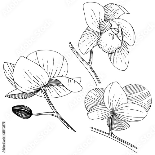 Orchid flower in a vector style isolated. Full name of the plant: orchid. Vector flower for background, texture, wrapper pattern, frame or border.