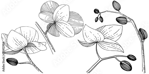 Orchid flower in a vector style isolated. Full name of the plant: orchid. Vector flower for background, texture, wrapper pattern, frame or border.