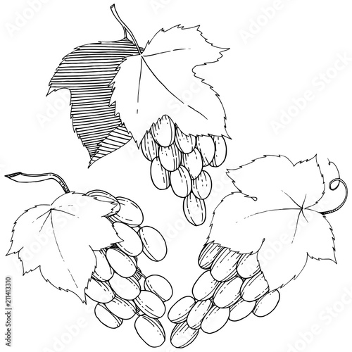Vector grapes  healthy food in a watercolor style isolated. Full name of the fruit: grapes.Vector wild fruit for background, texture, wrapper pattern or menu.
