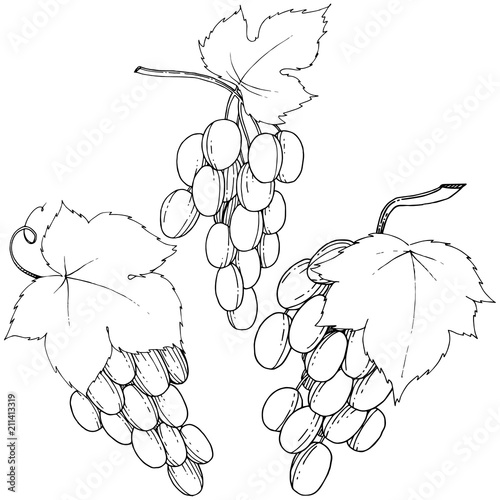 Vector grapes  healthy food in a watercolor style isolated. Full name of the fruit: grapes.Vector wild fruit for background, texture, wrapper pattern or menu.