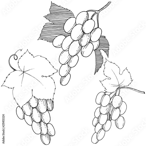 Vector grapes  healthy food in a watercolor style isolated. Full name of the fruit: grapes.Vector wild fruit for background, texture, wrapper pattern or menu.