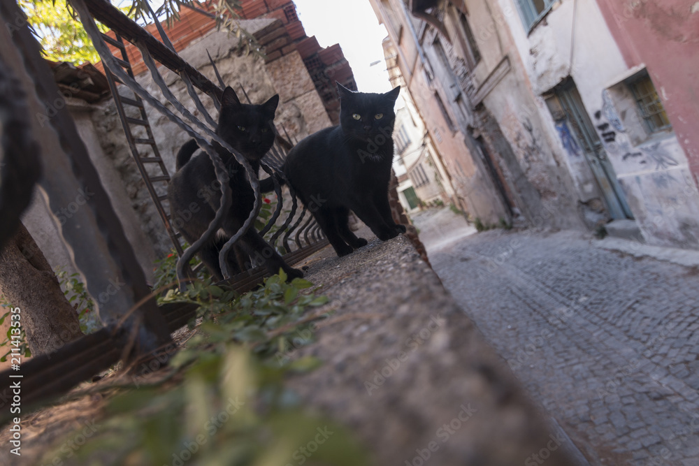 A black cat gang funny looking in Ayvalik, Turkey