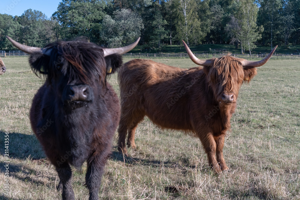 Two young highland cattle calves curious about the intruder in Barkarby Stockholm Sweden Two young highland cattle calves curious about the intruder in Barkarby Stockholm Sweden