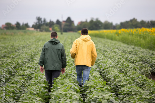 Farmers walking in soybean field