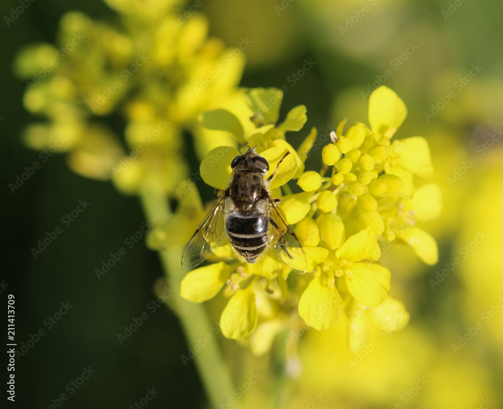 Eristalis abusiva, a European species of hoverfly, sitting on flowers collecting nectar Eristalis abusiva, a European species of hoverfly, sitting on flowers collecting nectar