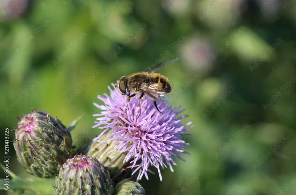 Eristalis arbustorum, a European species of hoverfly, collecting nectar from flower Eristalis arbustorum, a European species of hoverfly, collecting nectar from flower