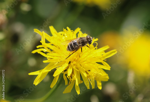 Eristalis abusiva, a European species of hoverfly, sitting on flowers collecting nectar © Michael Meijer
