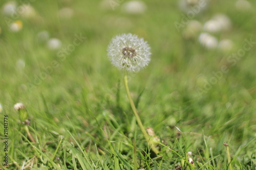 einsamer L  wenzahn auf der Wiese