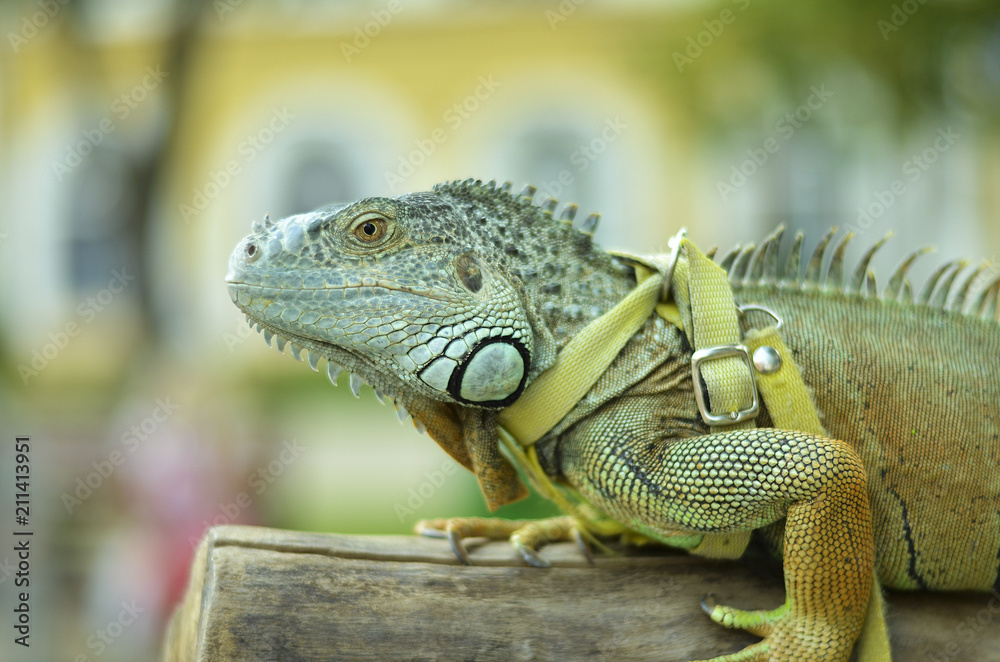 Fototapeta premium beautiful portrait green iguana in the nature