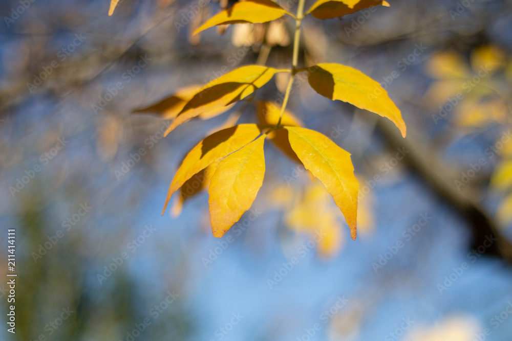 Obraz premium Autumn Colors 