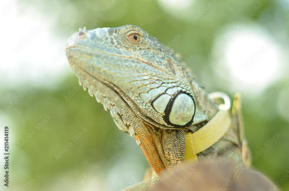 Fototapeta premium beautiful portrait green iguana in the nature