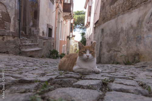 A yellow cat sits in cobblestone in one of  Ayvalik streets