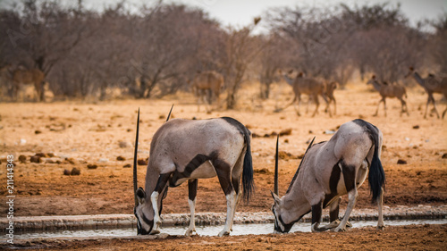 Photography Couple of oryx antelopes in Etosha national park