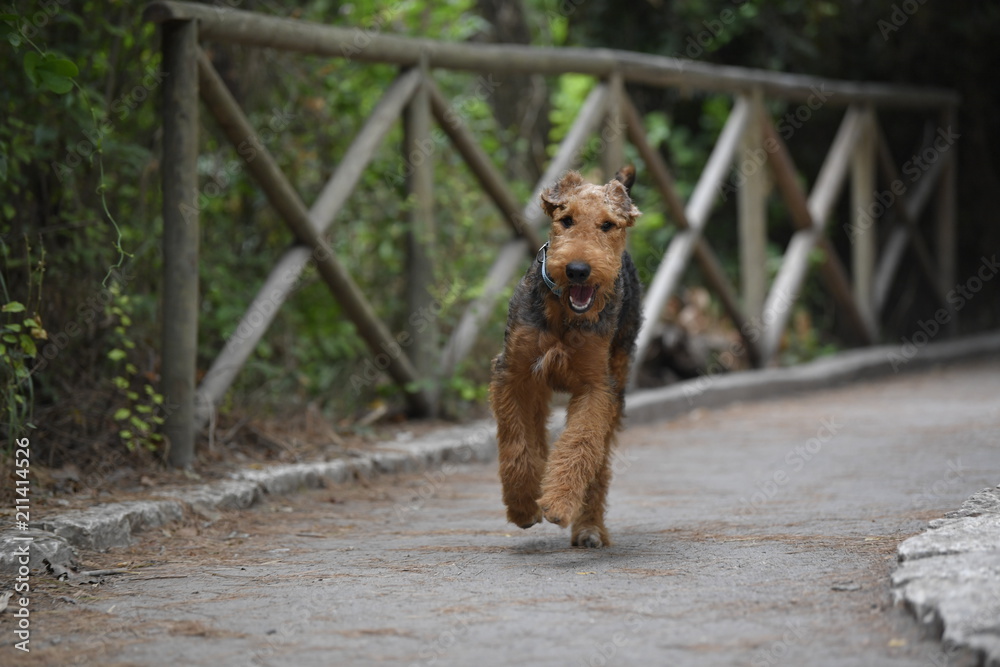 Airedale Terrier dog - puppy 6 month old. Airedale Terrier dog - puppy 6 month old.