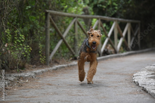 Airedale Terrier dog - puppy 6 month old. © PROMA