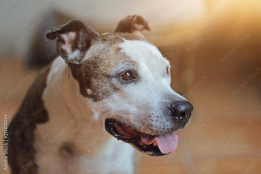 chien de race american Staffordshire senior sur terrasse au soleil