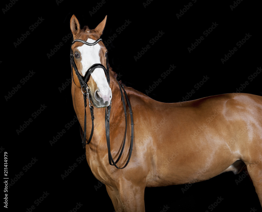 Fototapeta premium Horse big blaze
