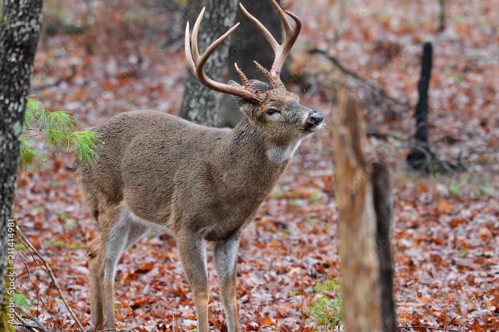 Whitetail Buck in Cades COve Smoky Mountain National Park, Tennessee Whitetail Buck in Cades COve Smoky Mountain National Park, Tennessee