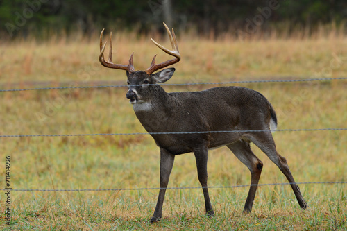 Whitetail in front of fence in Cades Cove Smoky Mountain National Park  Tennessee