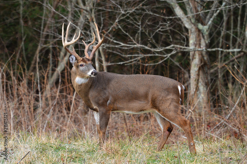 Big Bucks in Cades Cove Smoky Mountain National Park, Tennessee photo