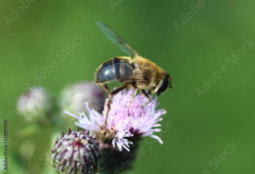Eristalis similis, a European species of hoverfly, sitting on flower