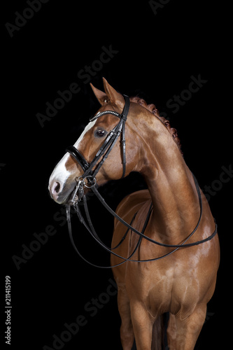 Horse black background © pfluegler photo