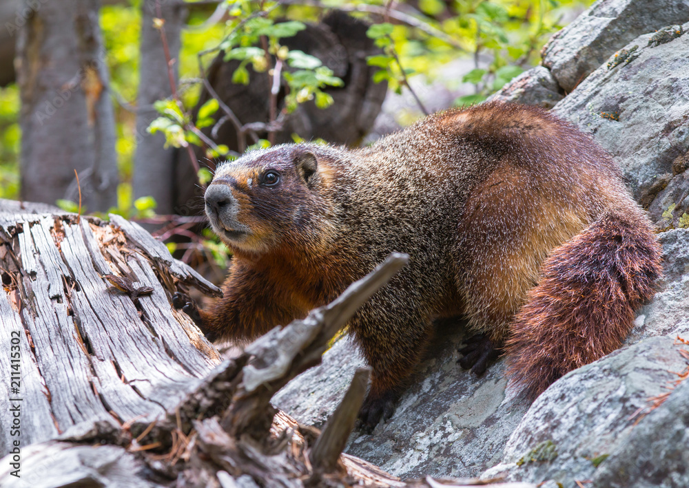 Curious yellow-bellied marmot (aka Curious yellow-bellied marmot (aka