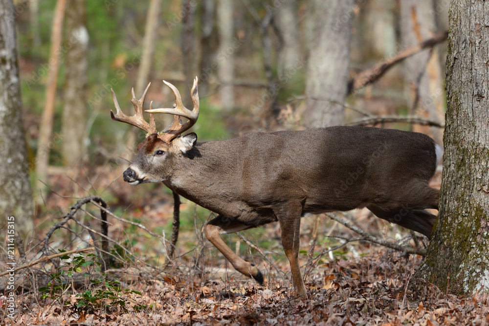 Buck roaming in Cades Cove Smoky Mountain National Park, Tennessee Buck roaming in Cades Cove Smoky Mountain National Park, Tennessee