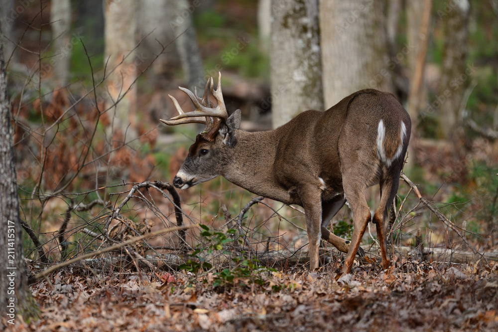Whitetail Bucks in Cades Cove Smoky Mountain National Park, Tennessee Whitetail Bucks in Cades Cove Smoky Mountain National Park, Tennessee