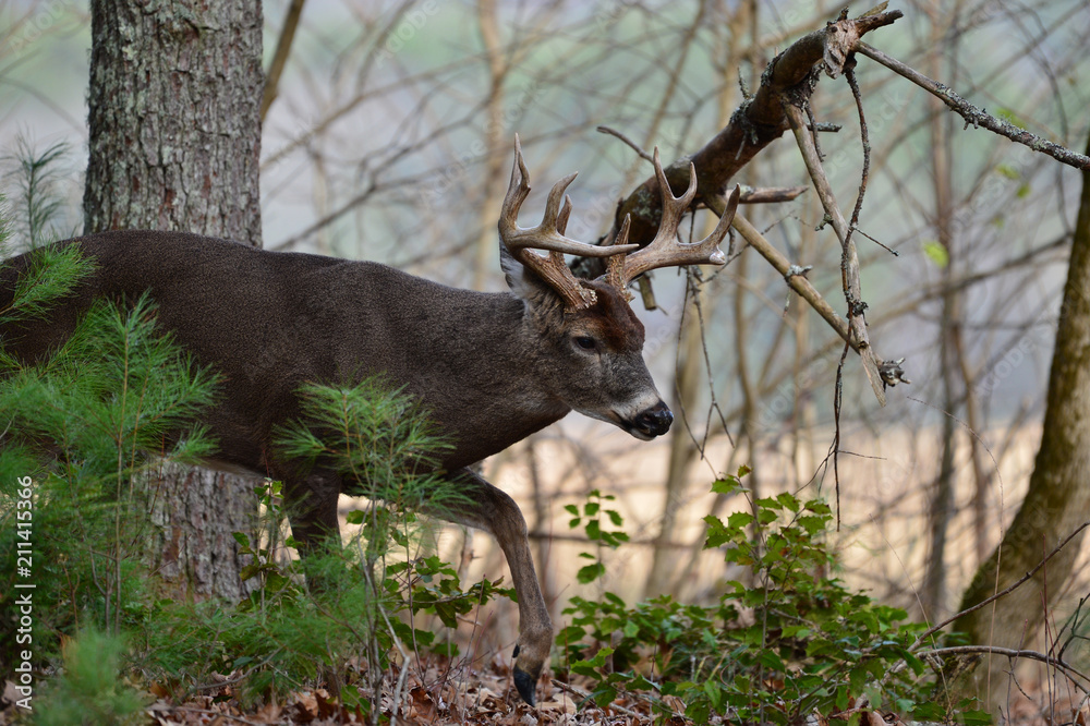 Buck walking in Woods Cades Cove Smoky Mountain National Park, Tennessee Buck walking in Woods Cades Cove Smoky Mountain National Park, Tennessee