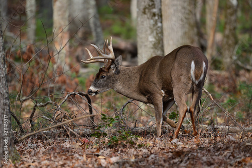 Whitetail Bucks in Cades Cove Smoky Mountain National Park  Tennessee