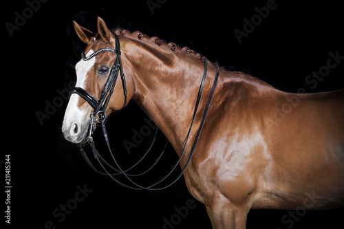 Horse black background