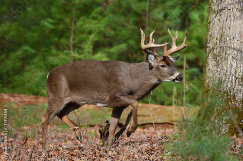 Big Buck in Cades Cove Smoky Mountain National Park, Tennessee