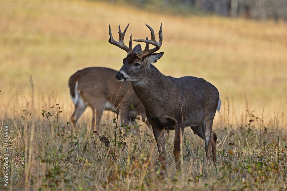Whitetails in rut in Smoky Mountain National Park, Cades Cove, Tennessee Whitetails in rut in Smoky Mountain National Park, Cades Cove, Tennessee