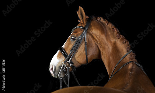Horse black background © pfluegler photo