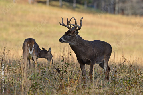 Whitetails in Rut Cades Cove Smoky Mountain National Park, Tennessee