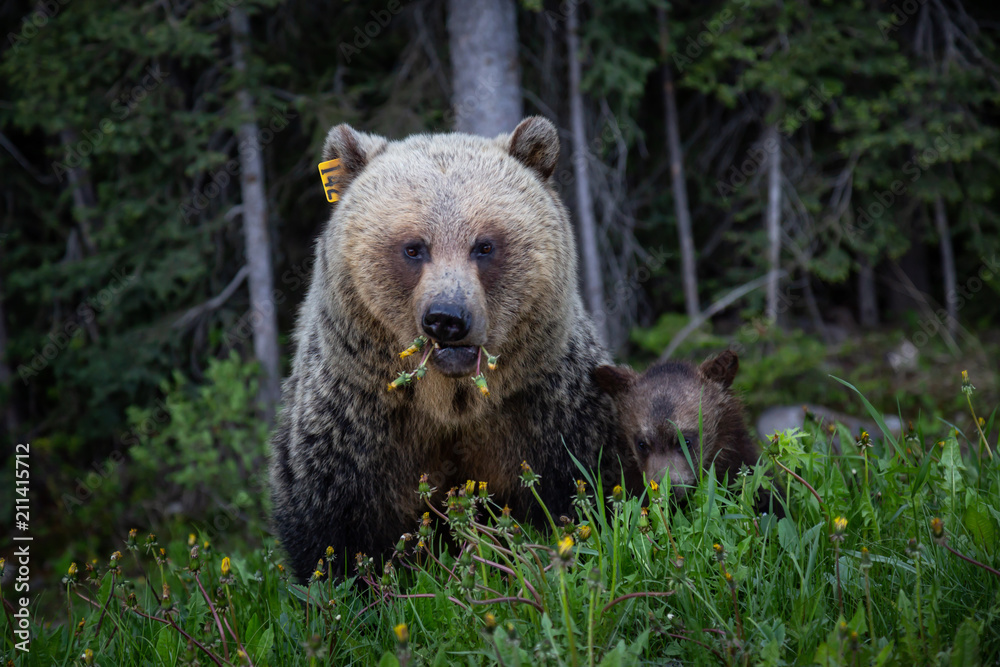 Mother Grizzly Bear with her cubs is eating weeds and grass in the nature. Taken in Banff National Park, Alberta, Canada. Mother Grizzly Bear with her cubs is eating weeds and grass in the nature. Taken in Banff National Park, Alberta, Canada.