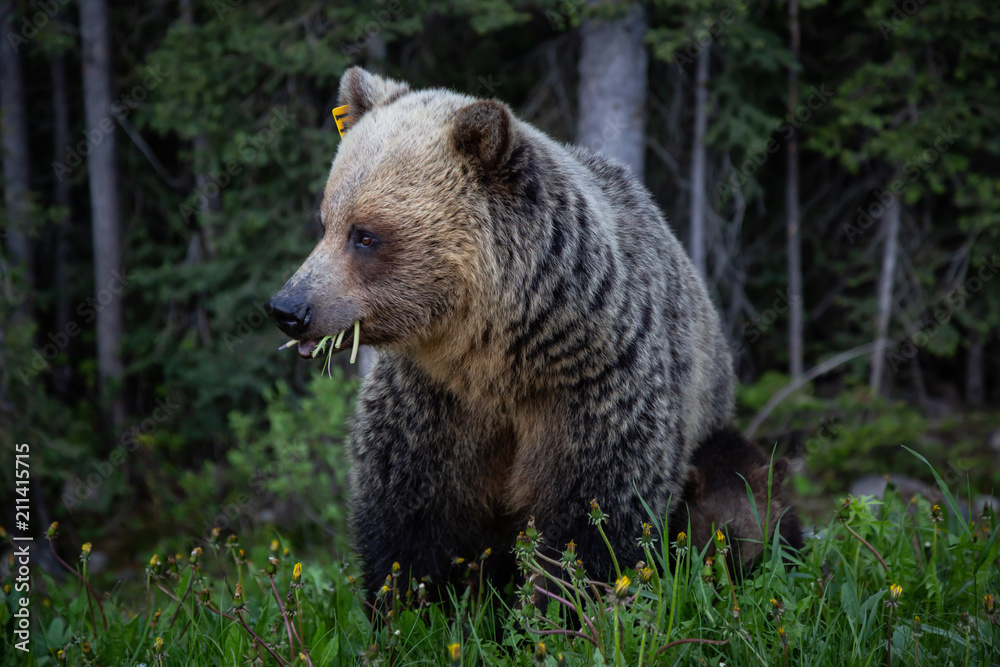 Mother Grizzly Bear with her cubs is eating weeds and grass in the nature. Taken in Banff National Park, Alberta, Canada. Mother Grizzly Bear with her cubs is eating weeds and grass in the nature. Taken in Banff National Park, Alberta, Canada.